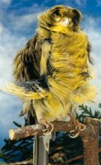 Zoek Parijse frise man, Dieren en Toebehoren, Vogels | Kanaries