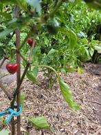 pikante peper Satans kiss  oogstklare vruchten, Tuin en Terras, Planten | Tuinplanten, Ophalen of Verzenden