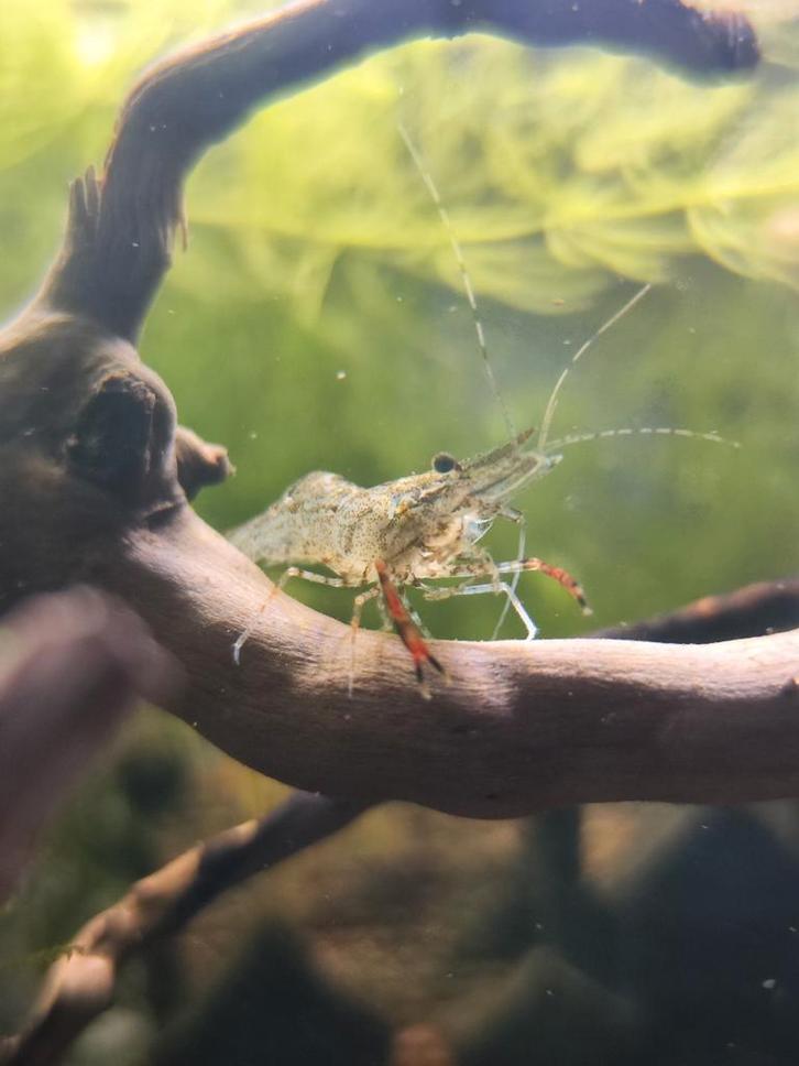 Roodschaargarnaal, Dieren en Toebehoren, Vissen | Aquariumvissen