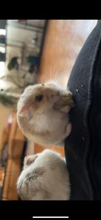 Hamster, Dieren en Toebehoren, Knaagdieren, Mannelijk, Hamster, Tam