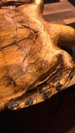Opgezette schildpad replica, Dieren en Toebehoren, Ophalen, Zo goed als nieuw