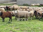 Grand choix de moutons, Dieren en Toebehoren, Schapen, Geiten en Varkens, Mannelijk, Schaap, 0 tot 2 jaar