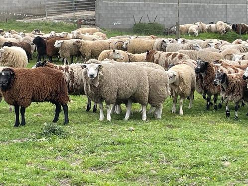 Grand choix de moutons, Dieren en Toebehoren, Schapen, Geiten en Varkens, Schaap, Mannelijk, 0 tot 2 jaar