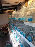 vogelkweekkooi, Canari chanteur