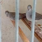 diamant duifjes, Dieren en Toebehoren, Meerdere dieren, Overige soorten