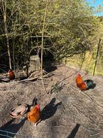 Coqs gratuits x3, Animaux & Accessoires, Mâle, Poule ou poulet
