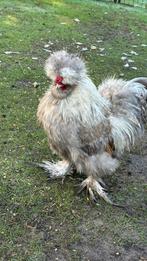 Broedeieren zijdehoen USA mix, Dieren en Toebehoren, Pluimvee