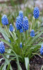 Miscari “armeniacum”, Tuin en Terras, Ophalen, Vaste plant, Halfschaduw