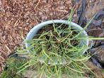 waterplanten - vijverplanten, Ophalen, Gebruikt, Overige typen
