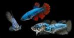 betta (beta) vrouwtjes gezocht, Vis, Zoetwatervis