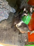 Geitje mieke vrouw 3 maand, Dieren en Toebehoren