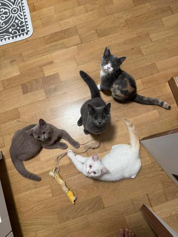 4 petits Chaton british shorthair cherches une famille, Plusieurs animaux, À poils courts, 0 à 2 ans