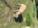 Schaap, Dieren en Toebehoren, Schapen, Geiten en Varkens, Mannelijk, Schaap, 0 tot 2 jaar