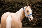 AQHA/paint palomino merrie (2023), Dieren en Toebehoren, Merrie, Minder dan 160 cm, Gechipt, 0 tot 2 jaar