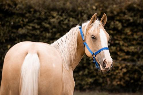 AQHA/paint palomino merrie (2023), Dieren en Toebehoren, Paarden, Merrie, Onbeleerd, Minder dan 160 cm, 0 tot 2 jaar, Westernpaard