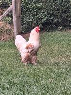 Brahma haan in de kleur Oker porselein, Dieren en Toebehoren