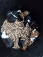 jonge kleurrijke caviajongen, Dieren en Toebehoren, Knaagdieren, September, Meerdere dieren, Cavia