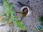Planten, Ophalen