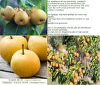 NASHI BOMEN (Meloenpeer/Appelpeer): LAAGSTAM 17€, HALFST 22€, Tuin en Terras, Planten | Fruitbomen, Lente, Perenboom, 100 tot 250 cm