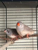 Bruin zebravink popje 2024 drager Isabelle Zwartborst, Dieren en Toebehoren, Vrouwelijk