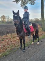 weidemaatje/ wandelpony/ coaching, Dieren en Toebehoren, Paarden en Pony's | Verzorgingsproducten, Ophalen