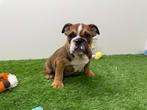 Engelse Bulldog pups, Dieren en Toebehoren, Honden | Bulldogs, Pinschers en Molossers, België, 8 tot 15 weken, CDV (hondenziekte)
