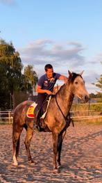 Super lieve respectvolle ruin 1m68., Dieren en Toebehoren, Ruin