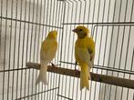 Couple canari razza, Ophalen