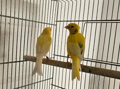 Couple canari razza, Dieren en Toebehoren, Vogels | Hokken en Kooien, Ophalen