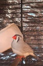 Zebravink (pop), tam en lief., Dieren en Toebehoren, Vrouwelijk, Wildzangvogel, Geringd