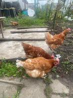 Legkippen te koop, Dieren en Toebehoren, Pluimvee