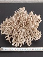 Koraal ,zeepokken en woestijnroos, Verzamelen, Ophalen of Verzenden