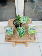 Monstera deliciosa  ‘Bulbasaur’ TC strain + pokemon kaart, Maison & Meubles, Plantes d'intérieur, Autres espèces, En pot, Plante à fleurs