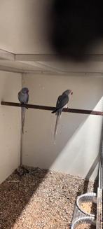 halsbanden / halsbandparkieten aan spotprijzen, pruimkoppen, Animaux & Accessoires, Perruche