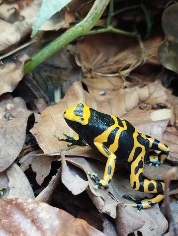 Dendrobates leucomelas koppel beschikbaar voor biedingen