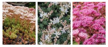 51 Sedum mix 3 soorten beschikbaar voor biedingen