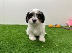 Mal-Shi pups ( Maltezer x Shih Tzu)