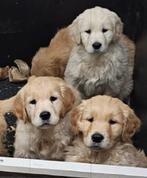 Golden retriever pups super mooie pups, Dieren en Toebehoren, Golden retriever, België, CDV (hondenziekte), 8 tot 15 weken