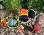 Ik zoek paarse en blauwe appelslakken - vissen - aquarium