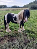 Irisch cob hengst, Dieren en Toebehoren, Met stamboom, Hengst, 3 tot 6 jaar, B pony (1.17m tot 1.27m)