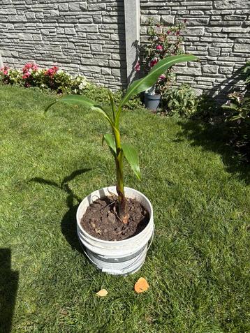 Bananenboom te koop beschikbaar voor biedingen