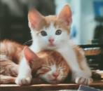DRIEHONDERD kattenfoto's op fotopapier., Photo ou Poster, Moins de 50 cm, Moins de 50 cm, Enlèvement ou Envoi