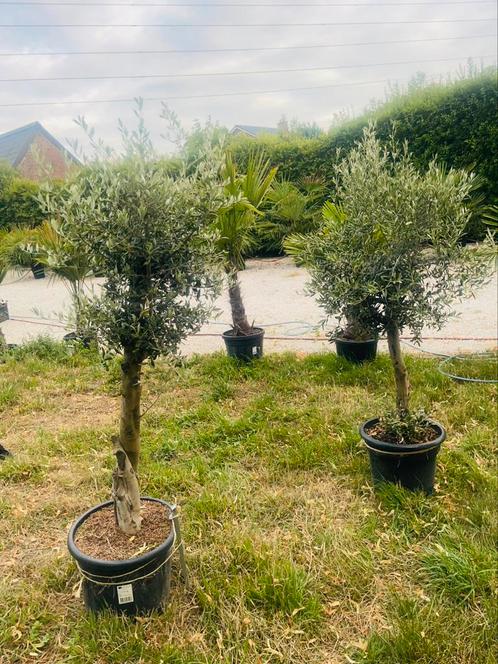 🫒Olivier Olea europaea -10 graden. LEVERING mogelijk 🚛, Tuin en Terras, Planten | Fruitbomen, Winter, In pot, Ophalen of Verzenden