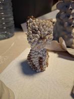 Schelpen kat, Enlèvement