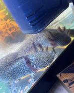 Axolotls, Overige typen, Zoetwatervis