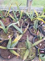 Sabal minor- Sabal riverside palmbomen, Tuin en Terras, Planten | Bomen, Volle zon, Ophalen of Verzenden, Lente, Minder dan 100 cm