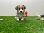 Nestje Welsh Corgi pups, België, Reu, CDV (hondenziekte), 8 tot 15 weken