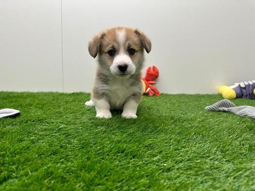 Nestje Welsh Corgi pups, Dieren en Toebehoren, Honden | Herdershonden en Veedrijvers, Reu, Herder, Fokker | Professioneel, Eén hond