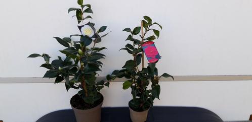 Camelia, Jardin & Terrasse, Plantes | Jardin, Enlèvement