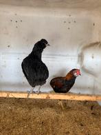Araucana bolstaart, Dieren en Toebehoren, Pluimvee, Kip